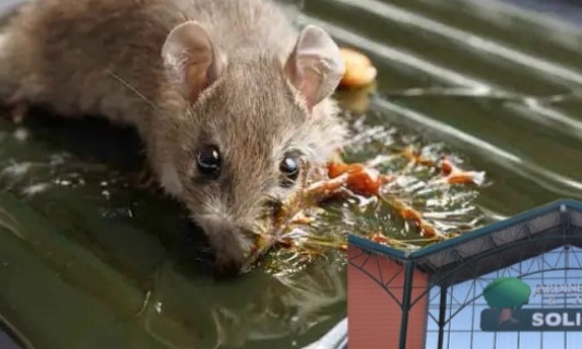 Jardinerie Solignac (31) cessez de vendre des pièges à colle