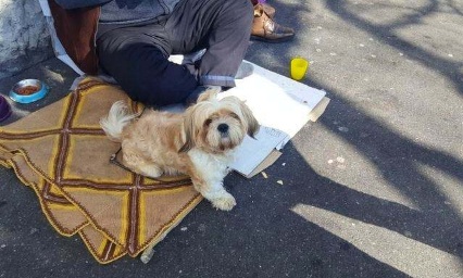 STOP à l’exploitation animale dans la mendicité – Pour une loi ferme et immédiate