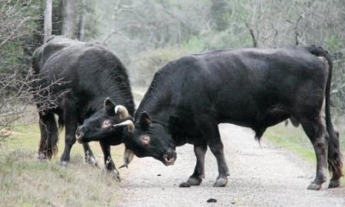 Non aux esclaves-animaux et leurs martyrs.