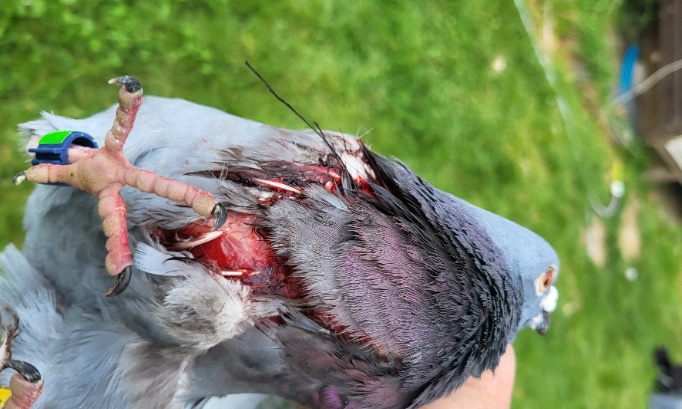La situation est urgente, l'extinction des colombophiles est proche, protégeons le pigeon voyageur du danger permanent des rapaces, faucons pèlerins et éperviers.
