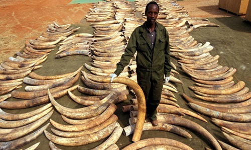 Ensemble contre le braconnage d'ivoire !