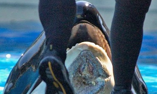 La prison des baleines !