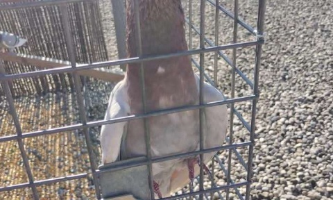 Abattoirs à ciel ouvert