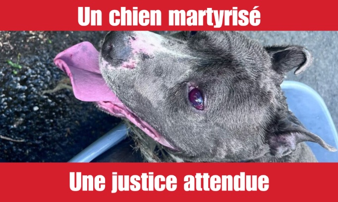 Justice pour Nos, Battu jusqu'à l'épuisement