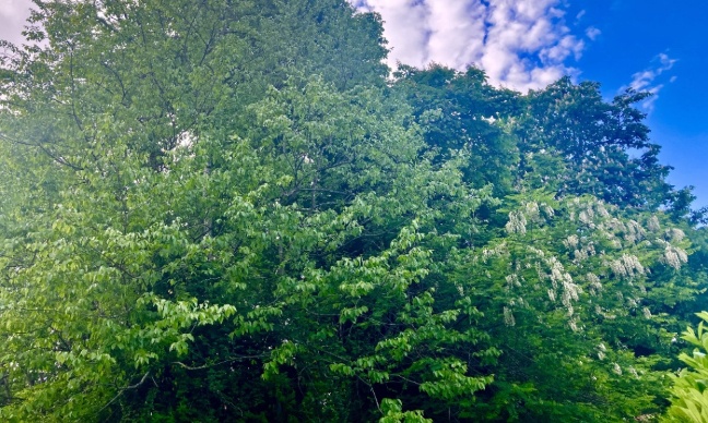 Sauvons les Arbres à St Caprais de Bordeaux