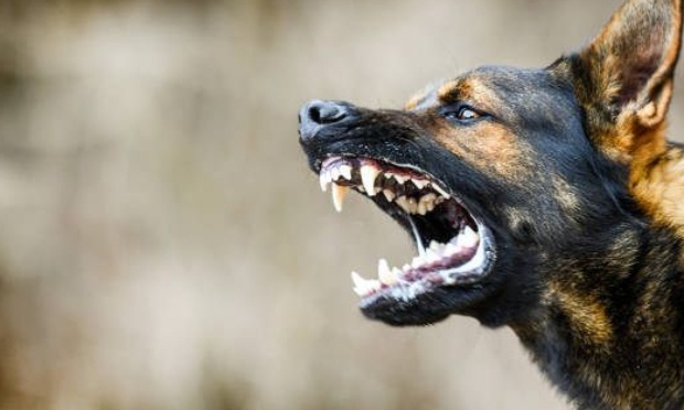 Demande de placement ou euthanasie pour chien m&eacute;chant