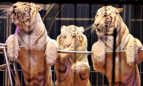 Pour interdire les cirques avec animaux à Besançon