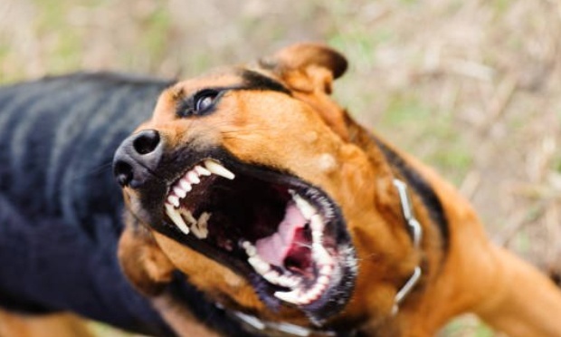 Nous voulons que les attaques de chiens cessent. Une sanction ferme doit être faite pour les propriétaires de chiens dangereux.
