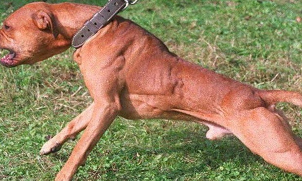 Agissons pour la sécurité de tous à Bonneuil-sur-Marne : Molosse en laisse et muselé !