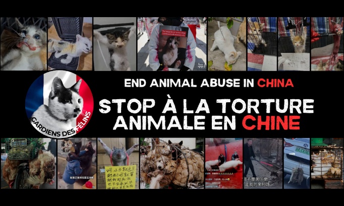 Stop à la Torture Animale en Chine et à son Impact Mondial - Stop Animal Torture in China