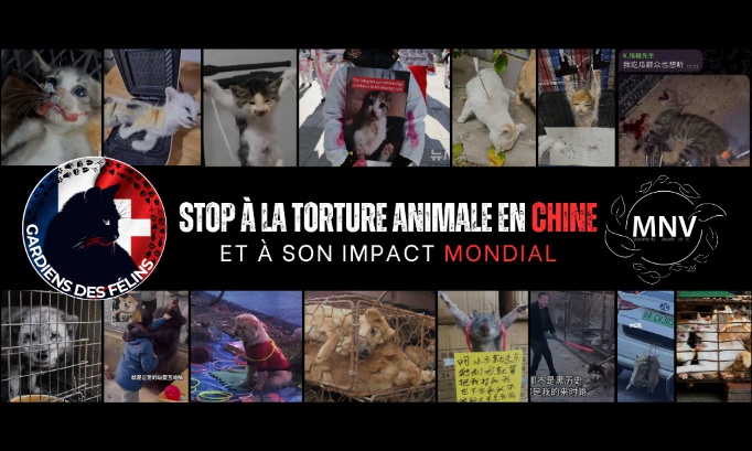 Stop &agrave; la Torture Animale en Chine et &agrave; son Impact Mondial - Stop Animal Torture in China