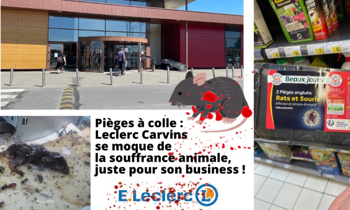 Leclerc Carvin (62) : stop à la vente des pièges à colle