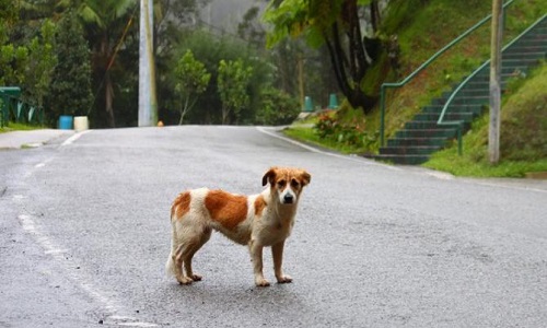 Non à l'abandon des animaux