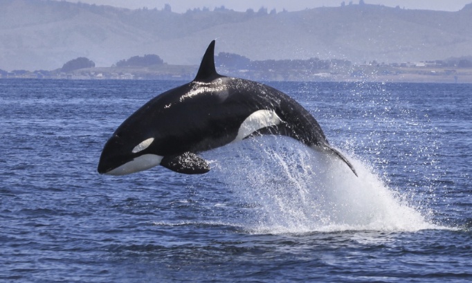 Sauvez les orques abandonné de marineland Canne !