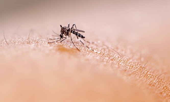 Pour une opération de démoustication à Montesquieu-Volvestre