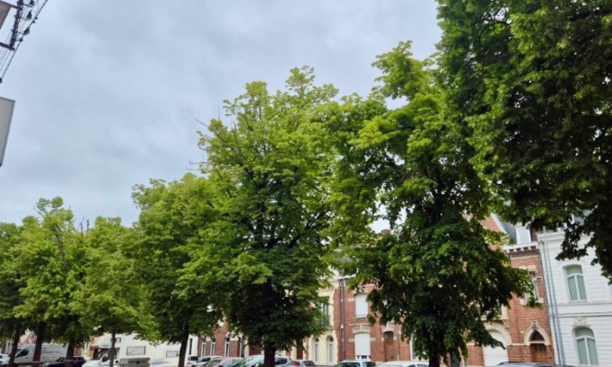 Contre l'abattage des arbres Boulevard Pasteur (Douai)