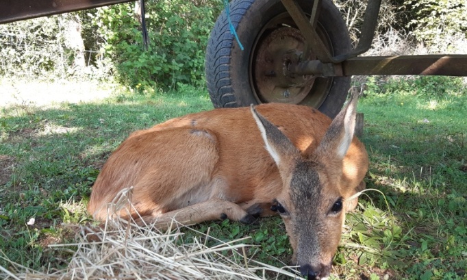 Honteux non à la nouvelle action des chasseurs Français