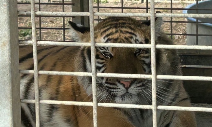 Pour l’interdiction des animaux sauvages dans les cirques