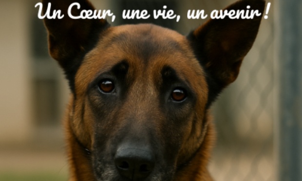Pour la création d’un Centre de Réadaptation pour chien de refuge et d’un Parc Canin !