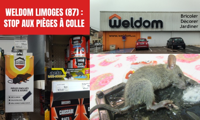 Weldom (87), cessez de vendre des pièges à colle