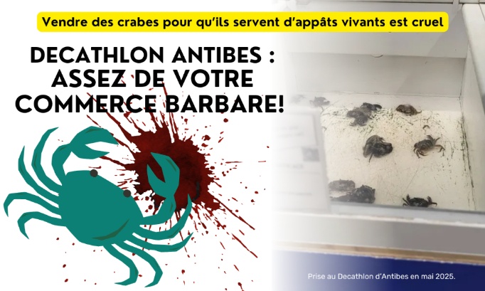 Decathlon Antibes : assez de votre commerce barbare !