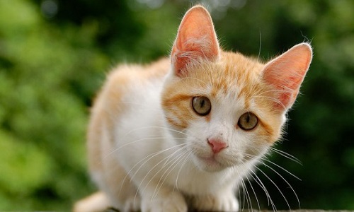 La fin du massacre des animaux de mon quartier !