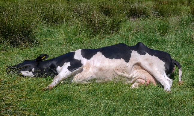 Justice pour la vache abattue par balles en Floride !