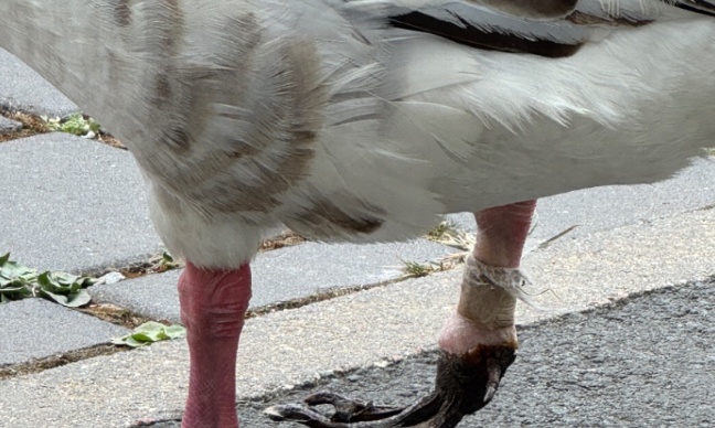 Soigner l’oie d’Adeo !