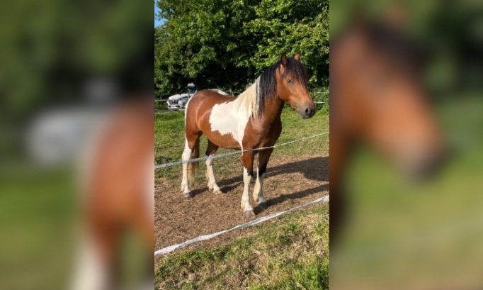 Pour la création de refuges pour chevaux âgés ou réformés !