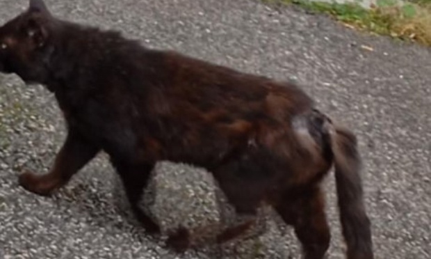 Pour une prise en charge urgente concernant des chats errants sur Bourg-de-Péage 26300