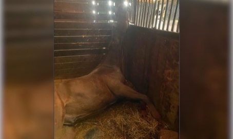 Justice pour Cobain : ne laissons pas la cruauté impunie !