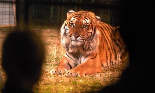 Interdire les cirques avec animaux