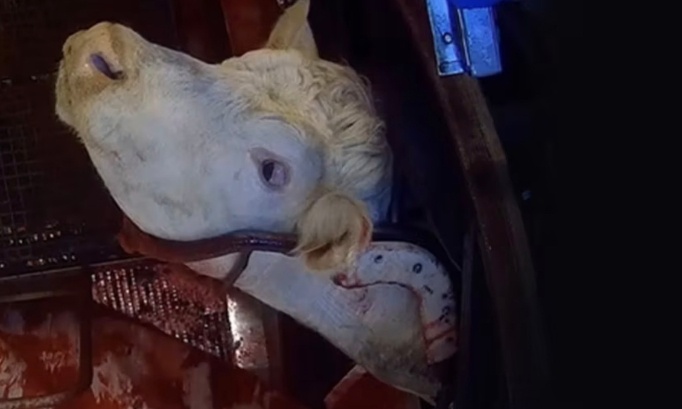 Urgence contre la barbarie, les abus et la cruauté dans l'abattoir de Meaux