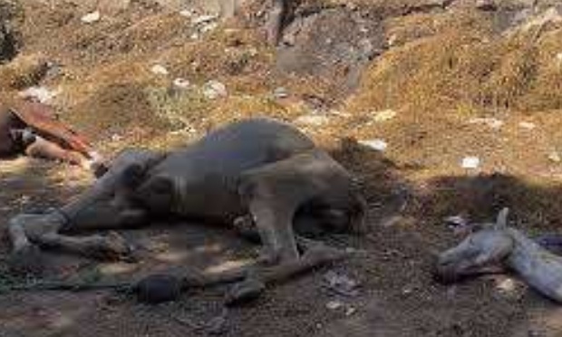 Pour l’interdiction des abus et un encadrement strict des chevaux, ânes et dromadaires et chameaux en Égypte !