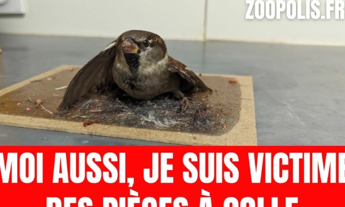 Pour que le Leclerc B&eacute;ziers Montimaran ne vende plus de pi&egrave;ges &agrave; colle