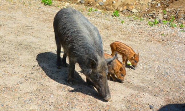 Urgent : empêchons la mise à mort d'une famille sanglier !