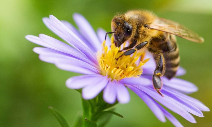 Pour une agriculture responsable et respectueuse de la biodiversité