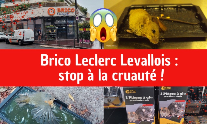 Brico Leclerc Levallois (92) : Cessez de vendre des pièges à colle