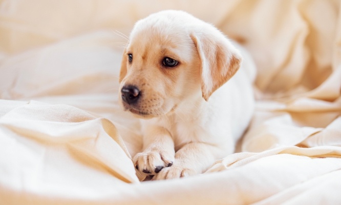 Bayonne - Stop au salon du chiot