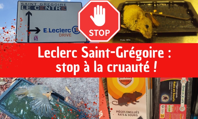 Leclerc Saint-Grégoire (35) : Stop à la vente de pièges à colle !
