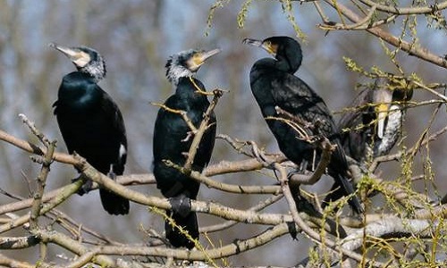 Fin des tirs de régulation des grands Cormorans