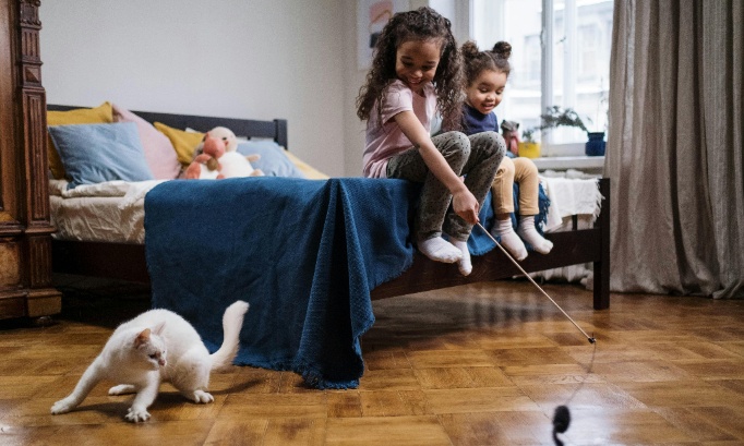 Sauvons les petits éleveurs de chats : non à une réglementation injuste