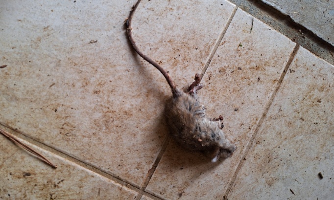 Le changement n'est pas un ......changement mais un RESPECT de la LOI par la Mairie de Tournefeuille en ce qui concerne la dératisation de la commune