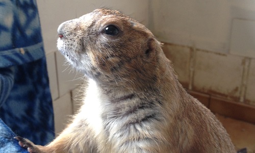 Le droit de garder mes chiens de prairie