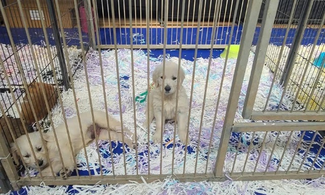 Pour une règlementation stricte de la vente d'animaux en ligne et la suppression des salons de vente de chiots