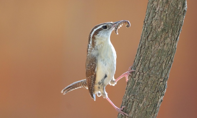 Création de 'Micros Zones Importantes pour la Conservation des Insectes et des Animaux'