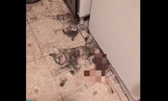 Justice pour les 20 chats martyrisés à Perpignan : enfermés, affamés, dévorés entre eux !