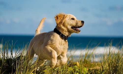 Arrêtons de maltraiter les animaux