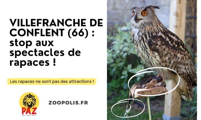 Villefranche-de-Conflent : Stop aux exhibitions de rapaces à la Fête de la Sorcière
