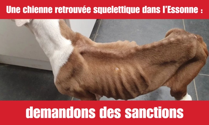 Une chienne retrouvée squelettique dans l’Essonne : demandons des sanctions